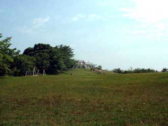 写真：緑陽公園の芝生