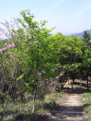 写真：ふれ愛ランドの森