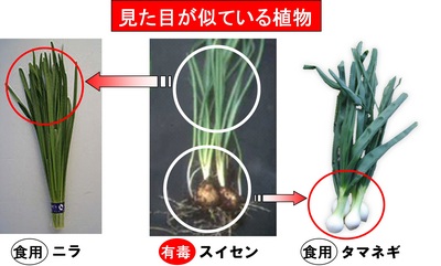 見た目が似ている植物（スイセン）