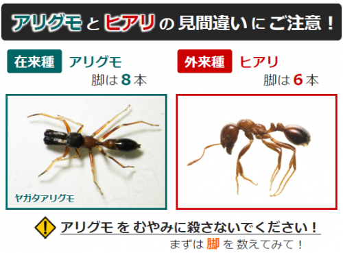 特定外来生物 ヒアリ について 福山市ホームページ