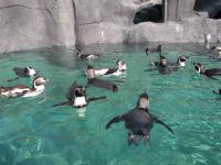 福山市立動物園フンボルトペンギン