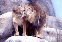 福山市立動物園ライオン