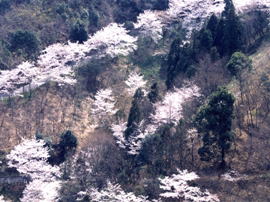 吉野山の桜