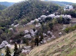 サクラに囲まれた福山市神辺歴史民俗資料館（2007年4月7日撮影）