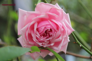 「ラ・フランス」の花