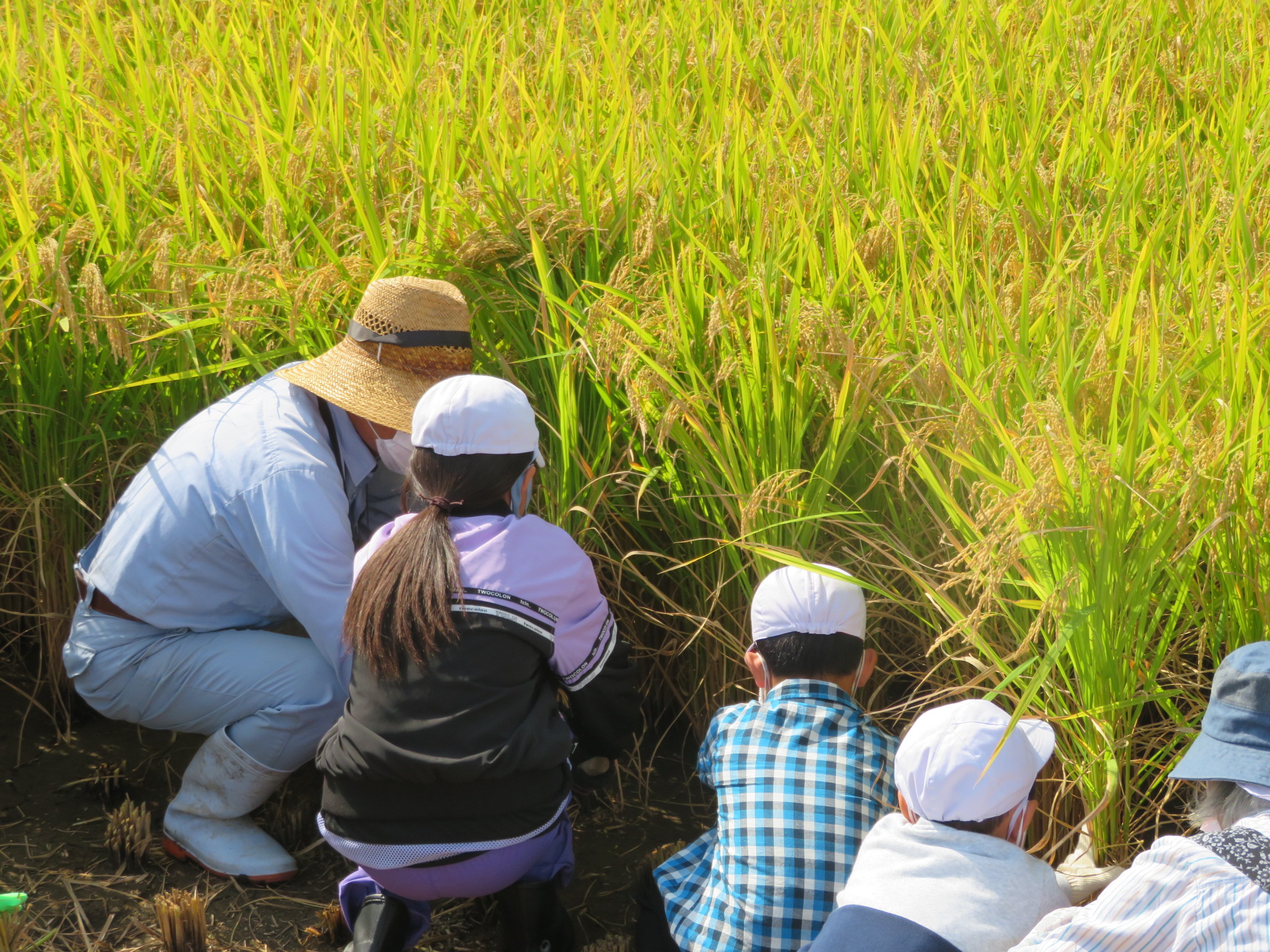 稲を刈る子どもと地域の方