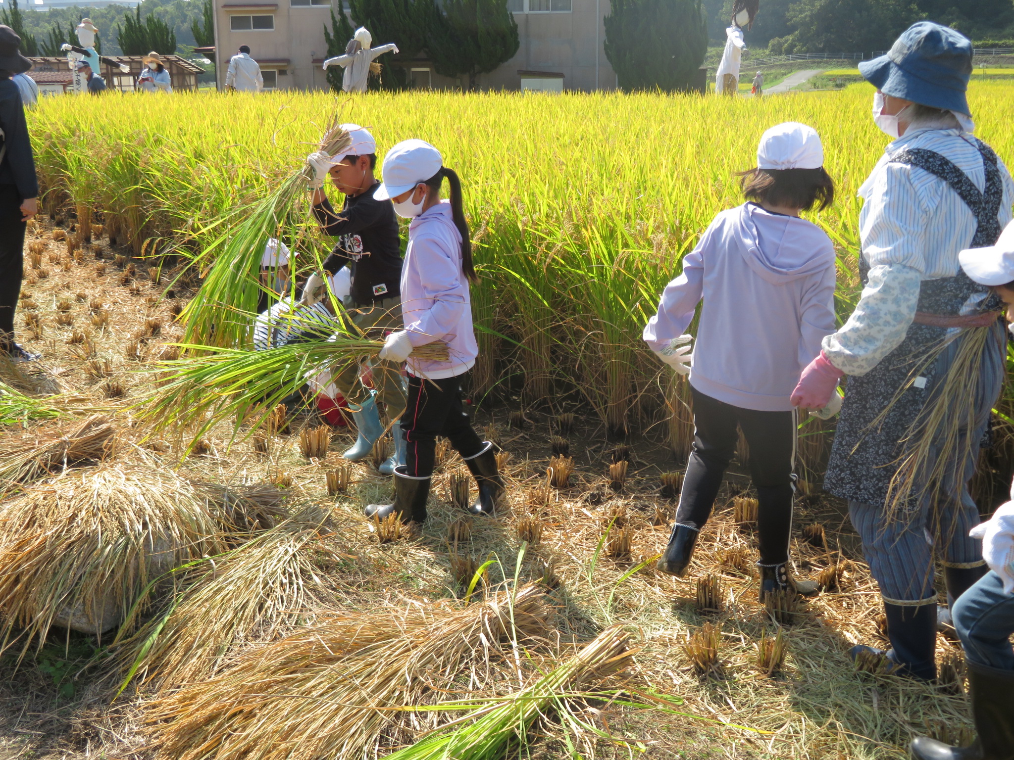 刈った稲を置く子ども