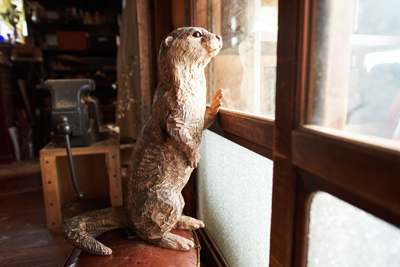 カワウソ　撮影：ウラタタカヒデ