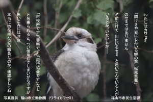 防犯ワライカワセミの写真