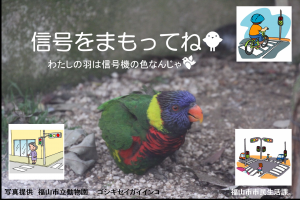 交通ゴシキセキガイインコの写真