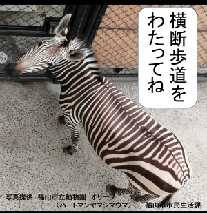 交通ハートマンヤマシマウマの写真