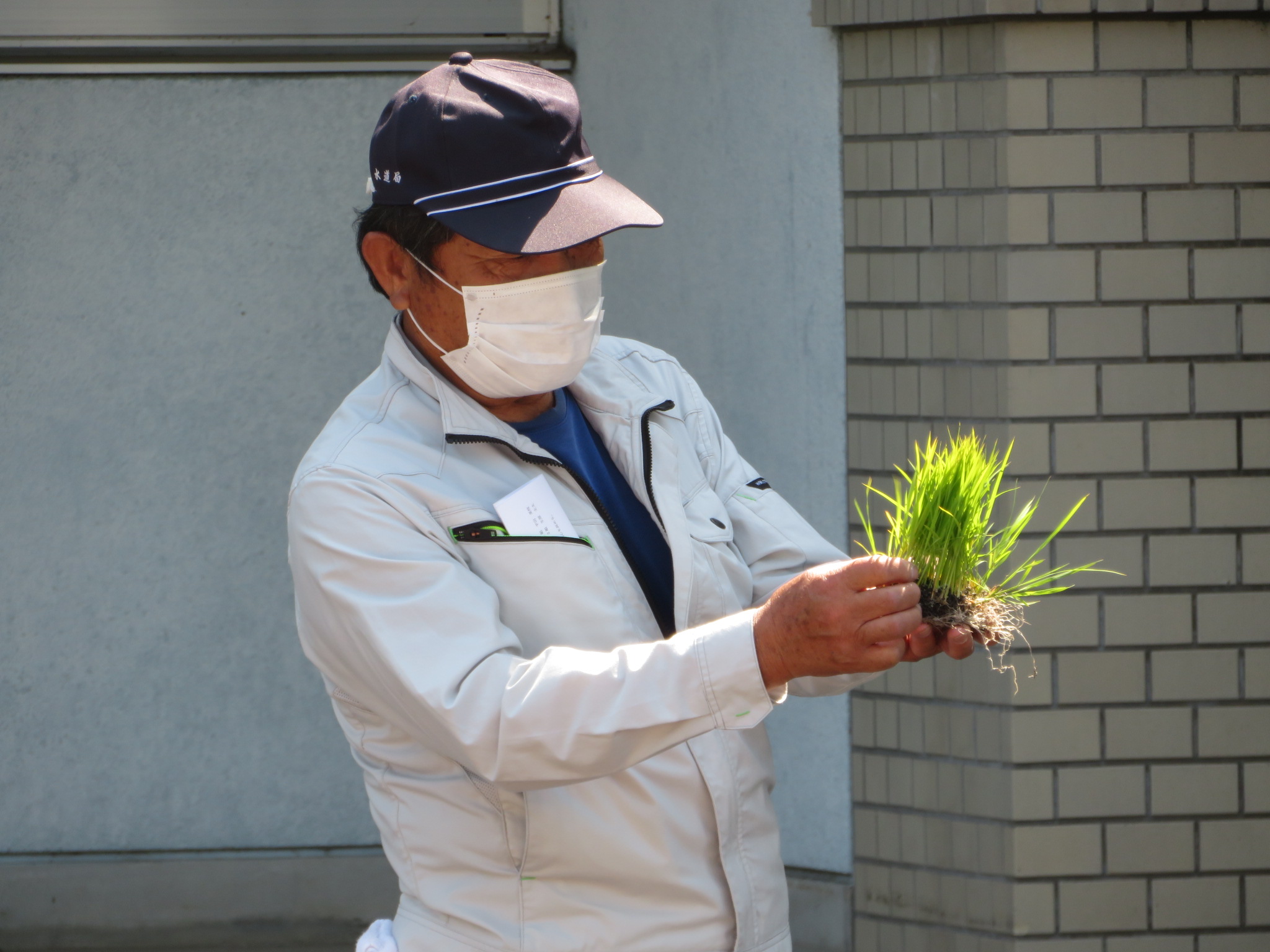 田植えの説明