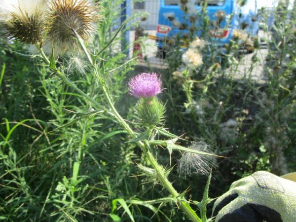 アメリカオニアザミ　花，葉や茎の写真