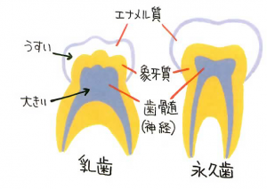 乳歯と永久歯の違い