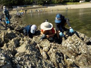 海の生き物調査