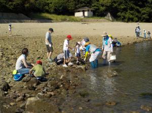 海の生き物調査