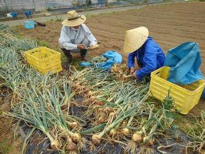 収穫作業（タマネギ）