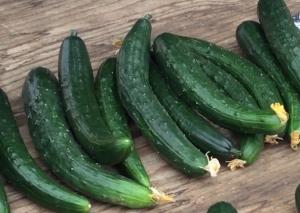 キュウリ
