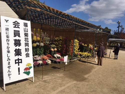 福山菊花展覧会の写真