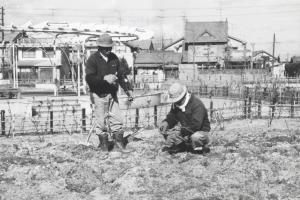 ばらを植える住民の写真