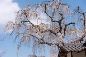 桜の画像