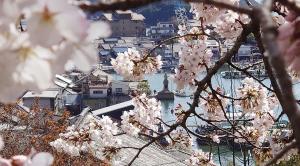 桜の画像