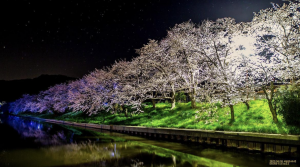 桜の画像