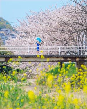 桜の写真