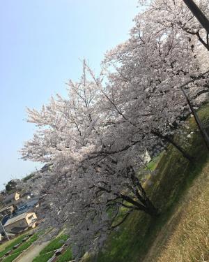 桜の写真