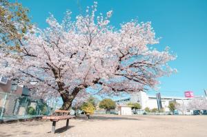 桜の画像