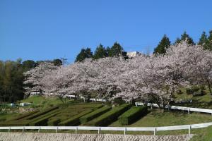 桜の写真