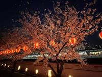 夜桜の様子