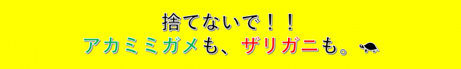 捨てないで　アカミミガメも　ザリガニも