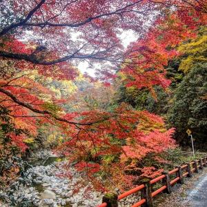 山野峡の紅葉