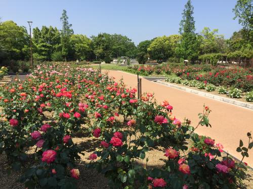 春日池公園の写真