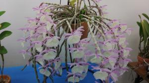 デンドロビウム