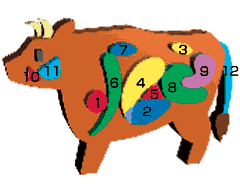 牛の内臓の部位を示している図です