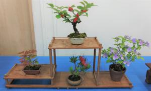さつき　山野草　棚仕立て