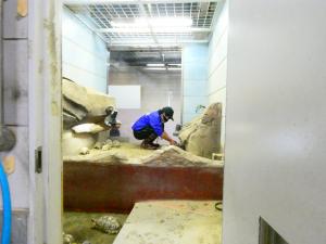 カメの温浴を行う様子