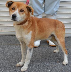 迷い犬５－１１