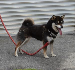 迷い犬５－２１