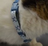 ６－１7首輪