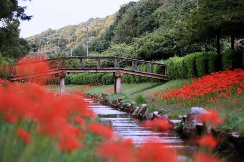 堂々公園の彼岸花