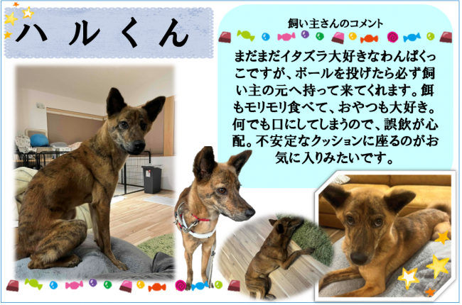 ハル