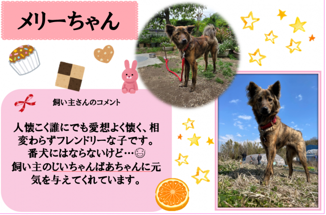 メリー
