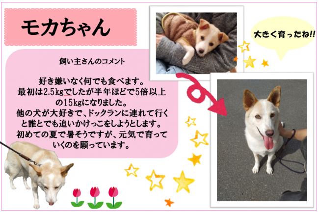 モカ