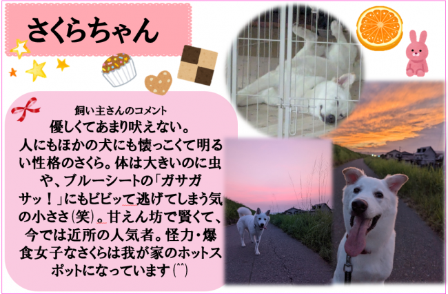 さくら
