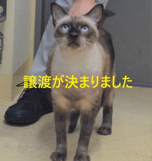 シ９－１　サイ