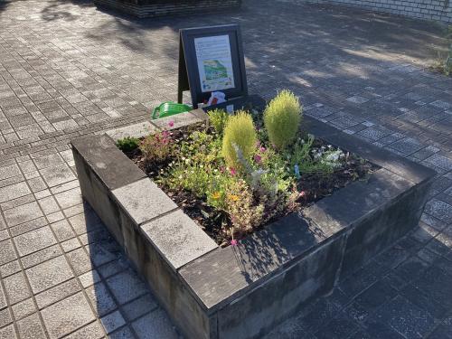 花壇で花を育てよう