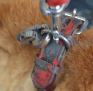 １１－２１首輪